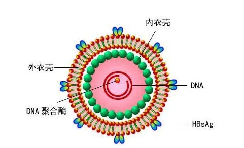 病毒的结构