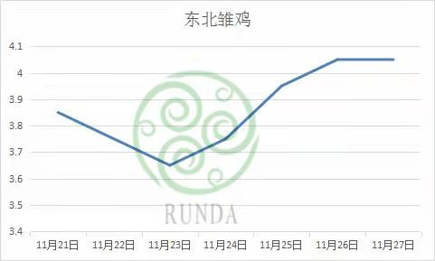 东北雏鸡行情