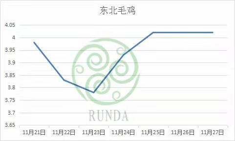 东北毛鸡行情