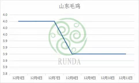   山东毛鸡市场行情