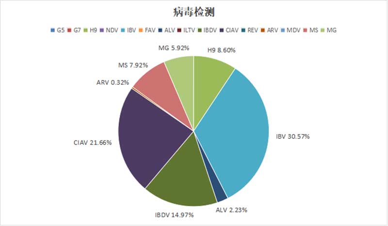 白羽肉鸡主要病毒性病原检出情形