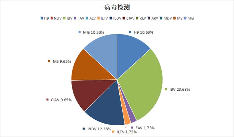 白羽肉鸡主要病毒性病原检出情形