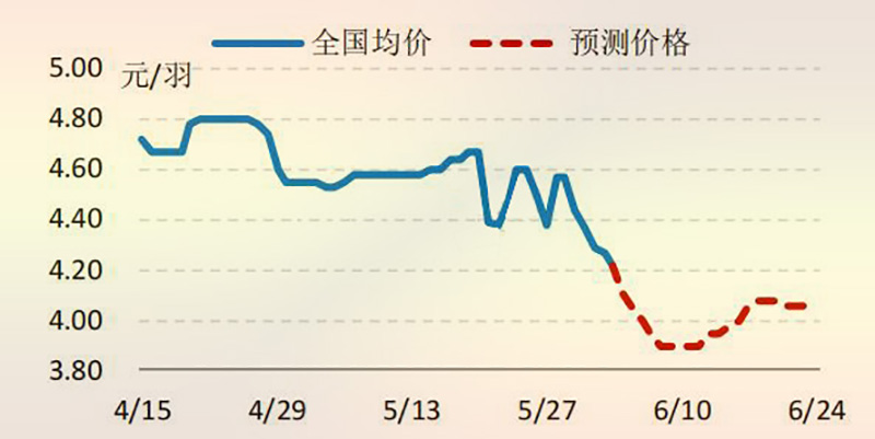 6月份海内白羽肉鸡鸡苗价钱走势展望图