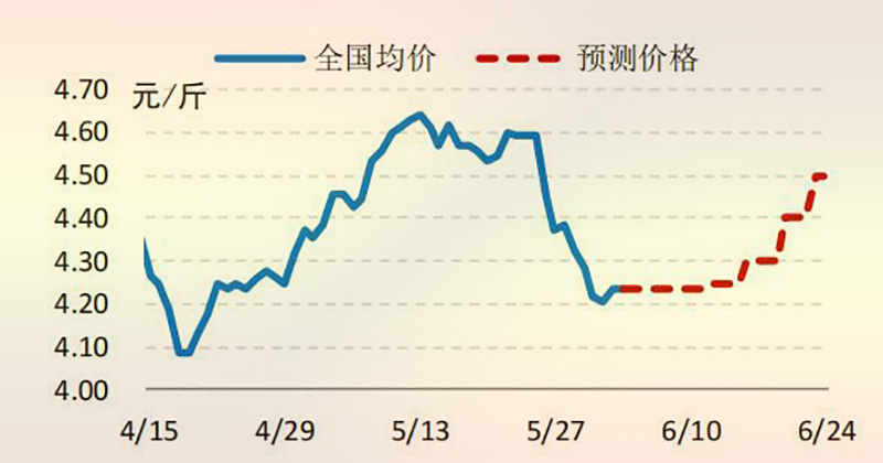 2021 年海内 817 小白鸡价钱走势展望图