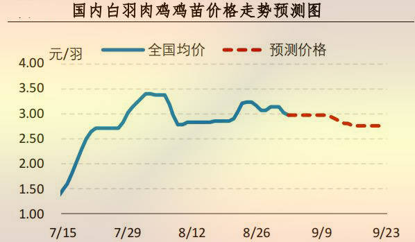 白羽肉鸡鸡苗