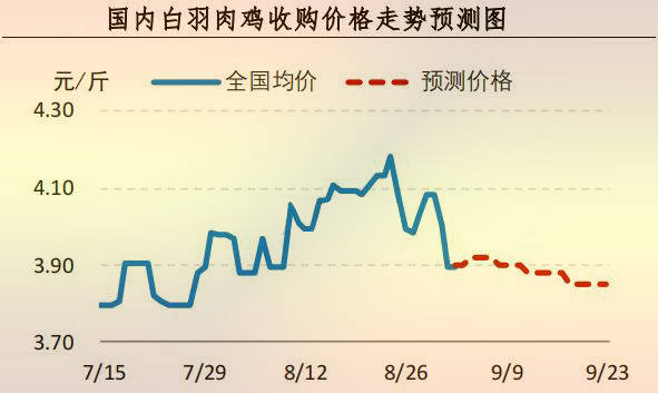 白羽肉鸡