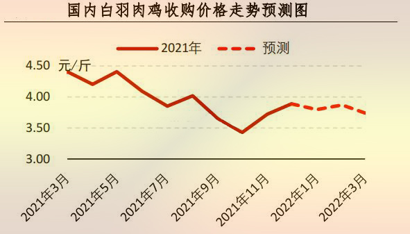 白羽肉鸡