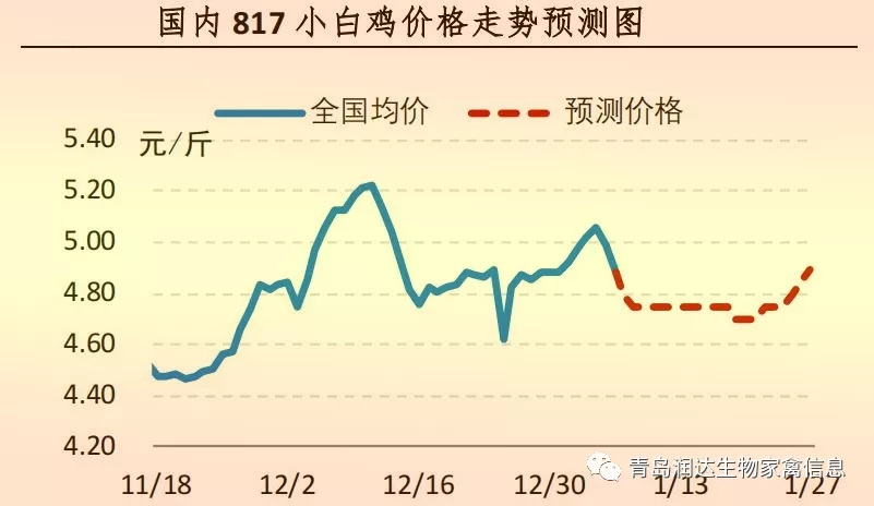 817小白鸡