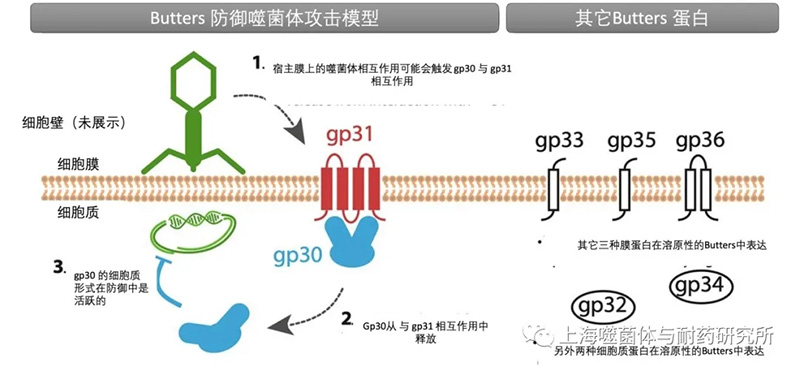 原噬菌体Butters编码卵白防御其他噬菌体攻击的模式假设图 