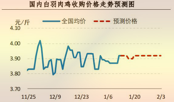 白羽肉鸡