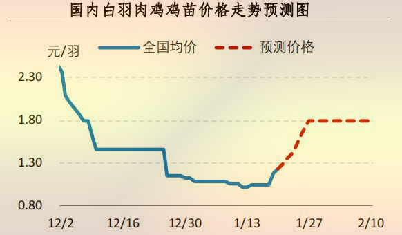 白羽肉鸡鸡苗