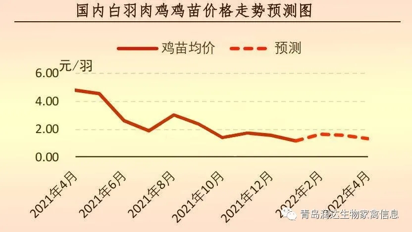 白羽肉鸡苗