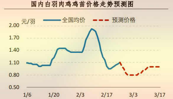 白羽肉鸡鸡苗