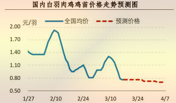 白羽肉鸡鸡苗