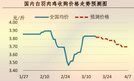 白羽肉鸡