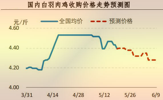 白羽肉鸡