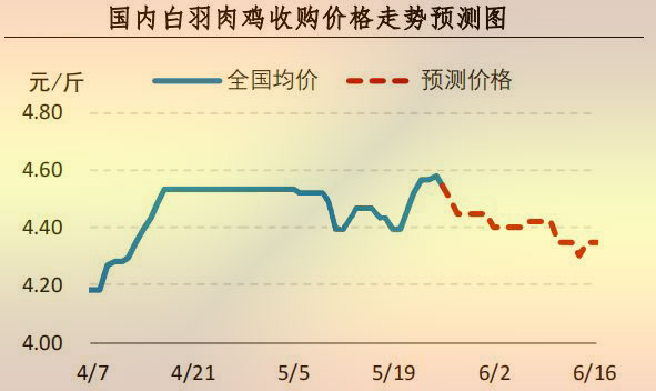 白羽肉鸡