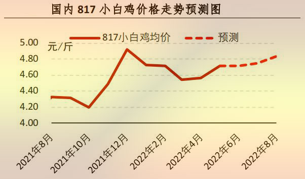 817小白鸡