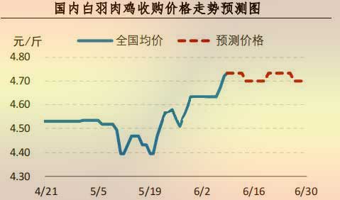 白羽肉鸡