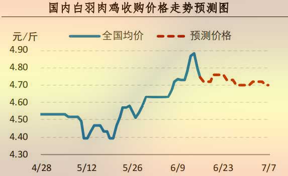 白羽肉鸡