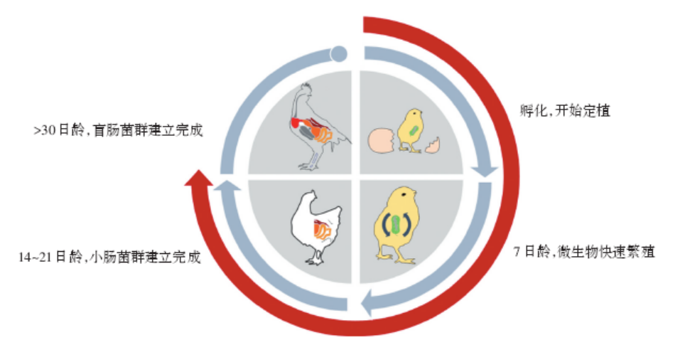  养殖科普：商品肉鸡产气荚膜梭菌的危害与防治步伐