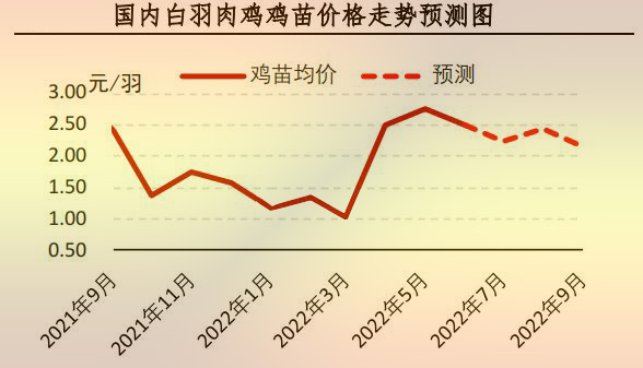 白羽肉鸡苗