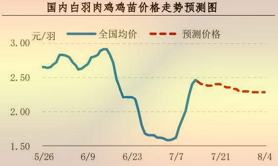 白羽肉鸡鸡苗