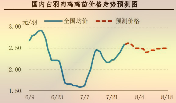 白羽肉鸡鸡苗