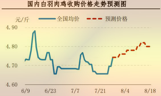 白羽肉鸡