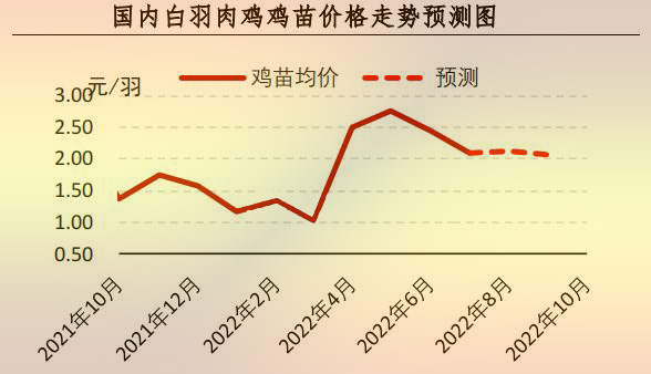 白羽肉鸡苗