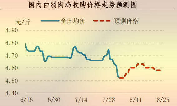 白羽肉鸡