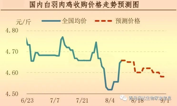 白羽肉鸡