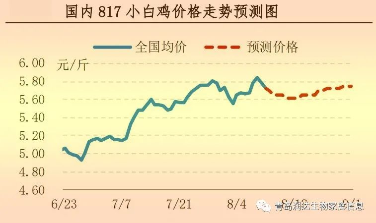 817小白鸡