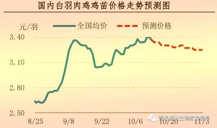 白羽肉鸡鸡苗