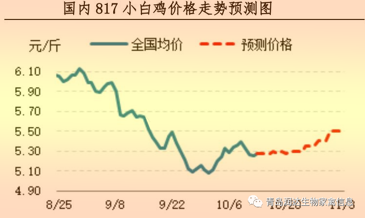 817小白鸡