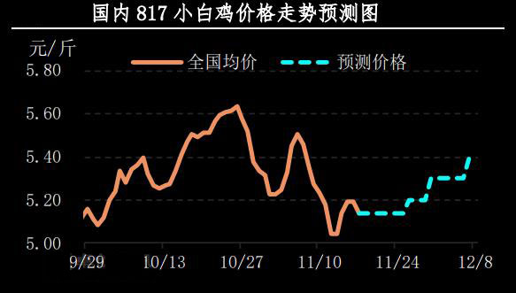 817小白鸡