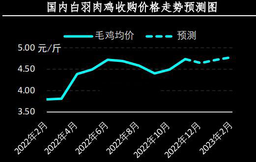 白羽肉鸡