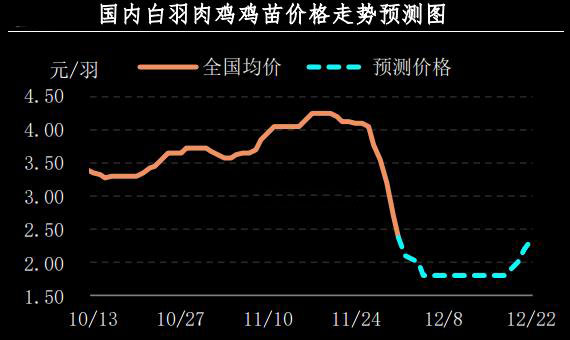 白羽肉鸡鸡苗