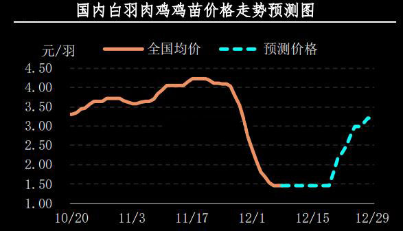 白羽肉鸡鸡苗